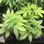 Dr organics Psychoberry Cheese F2