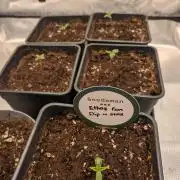 Dibbers 5x Ethos Dip n Stax