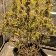 Humboldt Chunkadelic Auto