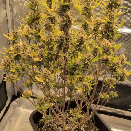 Humboldt Chunkadelic Auto