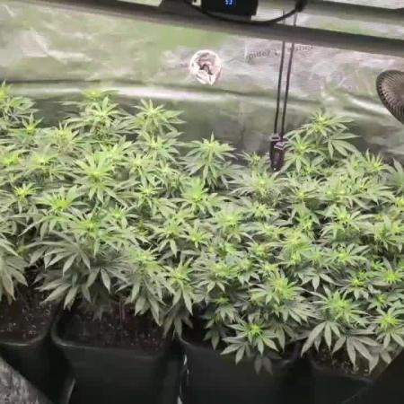 3x Seedsman - Blood Moon Gelato