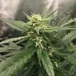 First livingsoil grow &1st in 10yr+