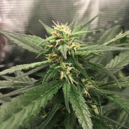 First livingsoil grow &1st in 10yr+