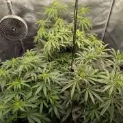 Dibbers Bubba Cheesecake