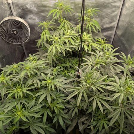 Dibbers Bubba Cheesecake