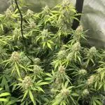 Stunted Gorilla Cookies autoflower