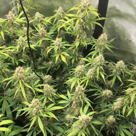 Stunted Gorilla Cookies autoflower