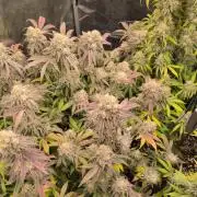 Dibbers 3x Badazz OG Cheese