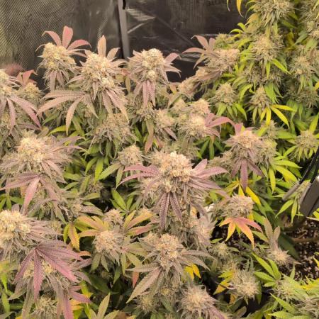 Dibbers 3x Badazz OG Cheese