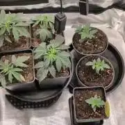 4x Seedsman - Blood Moon Gelato