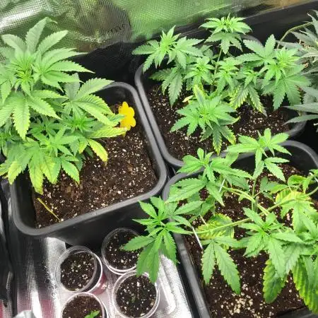 Dr organics Psychoberry Cheese F2