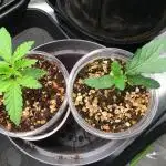 Dibbers 3x Badazz OG Cheese
