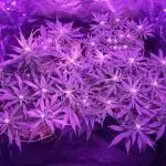 First livingsoil grow &1st in 10yr+