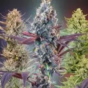 Seedsman mysterymix 3x Indica dominant