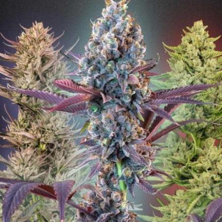 Seedsman mysterymix 3x Indica dominant