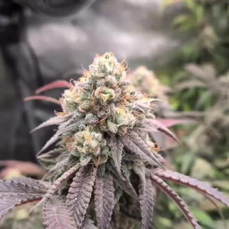 Dibbers Bubba Cheesecake