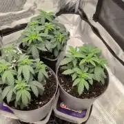 x4 Ethos Rare Capjunkie x Endgame #3