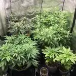 Stunted Gorilla Cookies autoflower