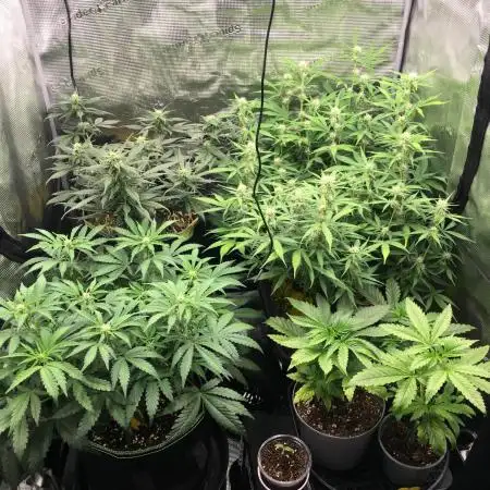 Stunted Gorilla Cookies autoflower