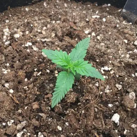 First livingsoil grow &1st in 10yr+