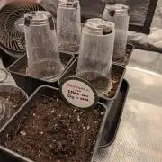 Dibbers 5x Ethos Dip n Stax