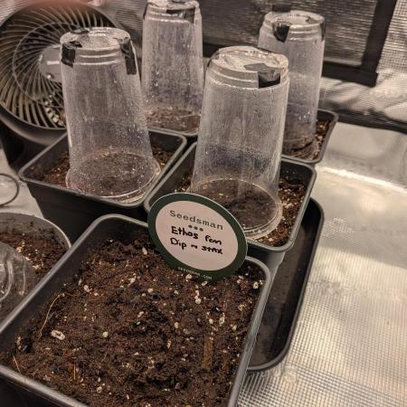 Dibbers 5x Ethos Dip n Stax