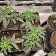 x4 Ethos Rare Capjunkie x Endgame #3