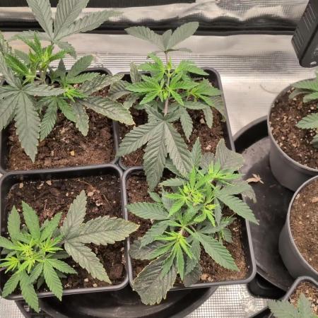 x4 Ethos Rare Capjunkie x Endgame #3