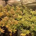 Dr organics Psychoberry Cheese F2