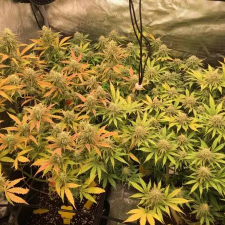 Dr organics Psychoberry Cheese F2
