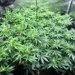 Dr organics Psychoberry Cheese F2
