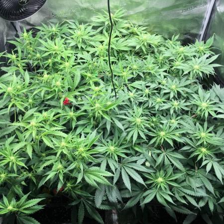 Dr organics Psychoberry Cheese F2