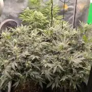 Dibbers Bubba Cheesecake