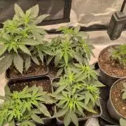 x4 Ethos Rare Capjunkie x Endgame #3