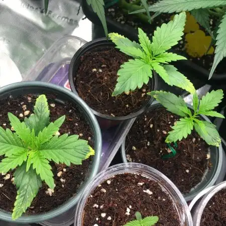 Dr organics Psychoberry Cheese F2