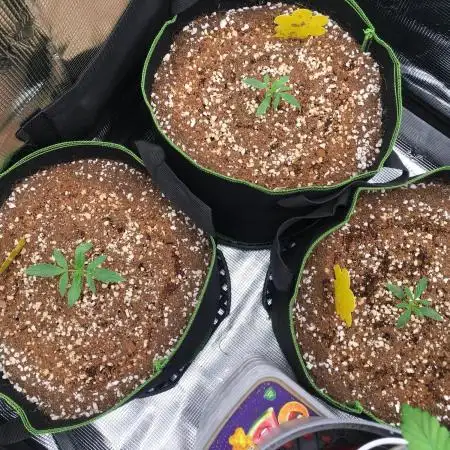 Dibbers 3x Sour Crinkle