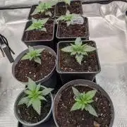 Dibbers Psychoberry Cheese F2 x3