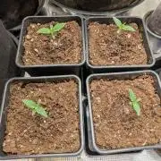 x4 Ethos Rare Capjunkie x Endgame #3