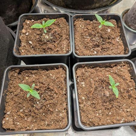 x4 Ethos Rare Capjunkie x Endgame #3