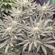 Dibbers 3x Badazz OG Cheese