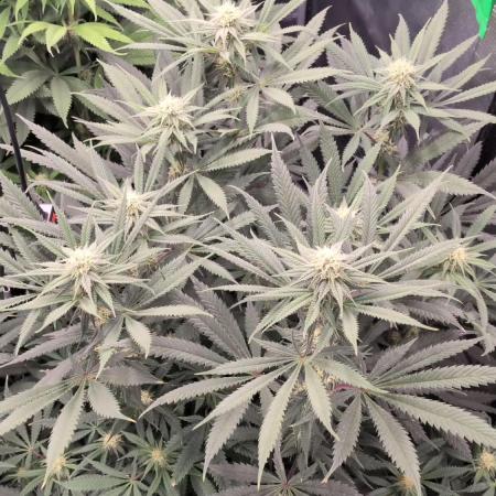 Dibbers 3x Badazz OG Cheese