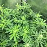 Caramel Autoflower