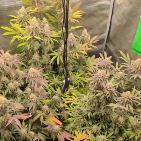 Dibbers 3x Badazz OG Cheese