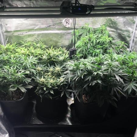 Dibbers 3x Badazz OG Cheese