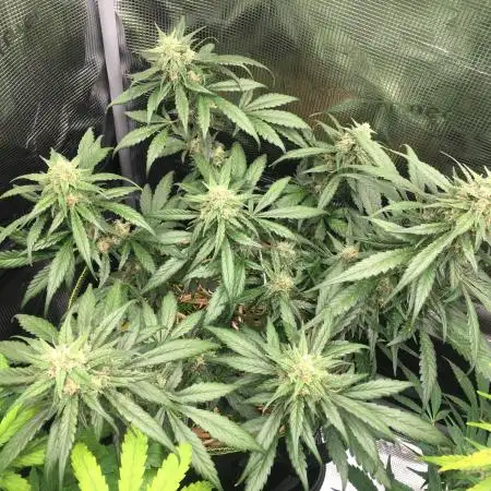First livingsoil grow &1st in 10yr+