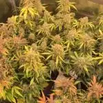 Stunted Gorilla Cookies autoflower