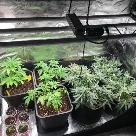 Dr organics Psychoberry Cheese F2