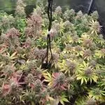 Dr organics Psychoberry Cheese F2