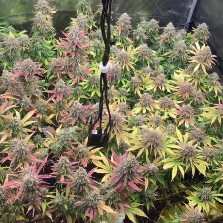 Dr organics Psychoberry Cheese F2