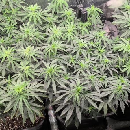 x4 Ethos Rare Capjunkie x Endgame #3